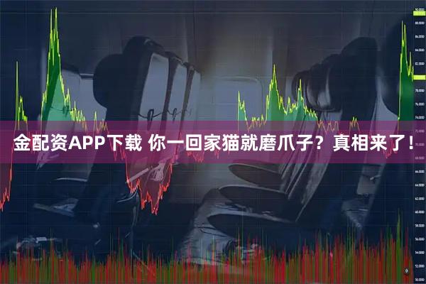 金配资APP下载 你一回家猫就磨爪子？真相来了！